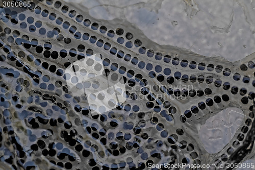 Image of Frog tadpole