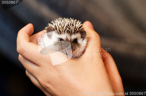 Image of African white- bellied hedgehog