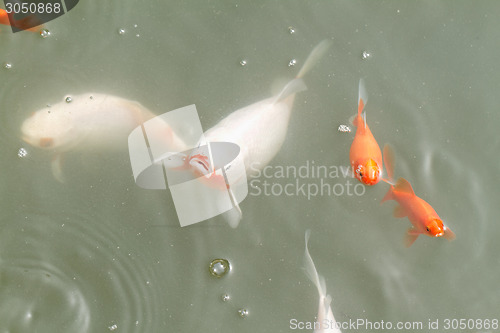 Image of Goldfish