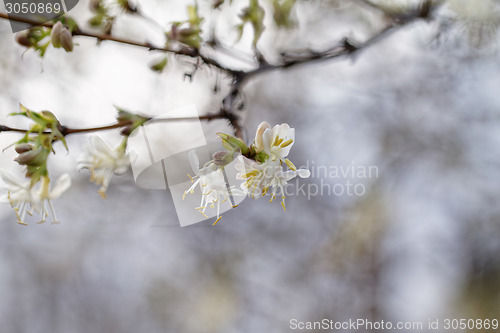 Image of Tree flowering