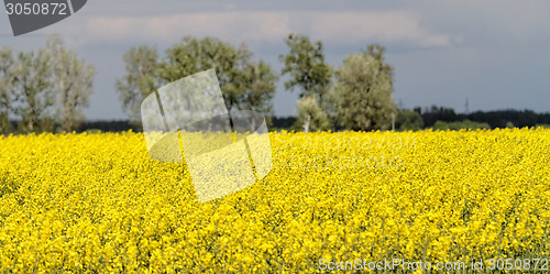 Image of Colza field