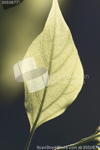 Image of Green leaf