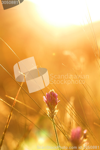 Image of Meadow at sunset