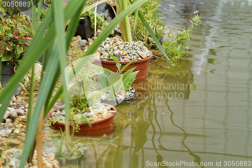 Image of Pond plants - detail