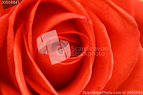 Image of Beautiful red rose closeup