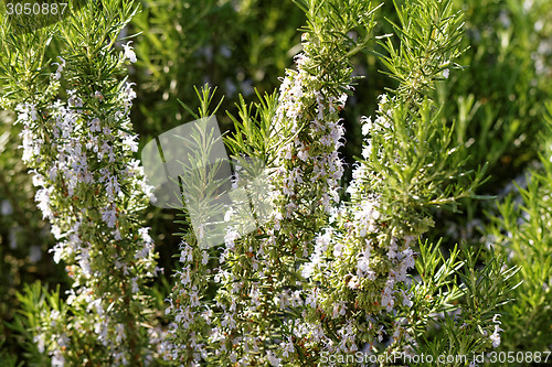 Image of Rosemary plant
