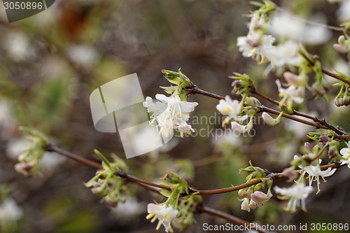 Image of Tree flowering