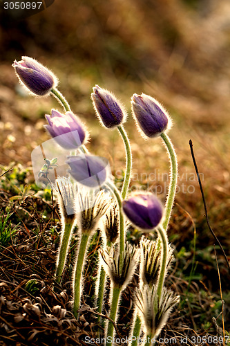 Image of Purple anemone