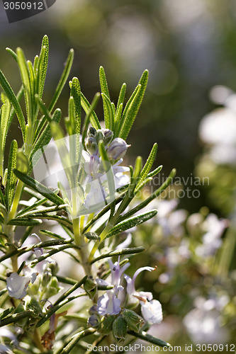 Image of Rosemary plant