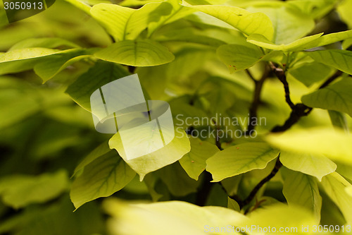 Image of Green leaf