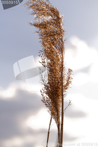 Image of Gold grass