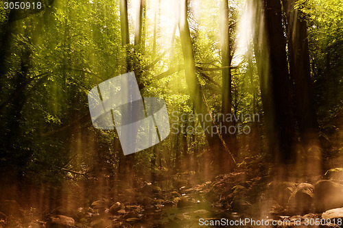 Image of Blurred trees background