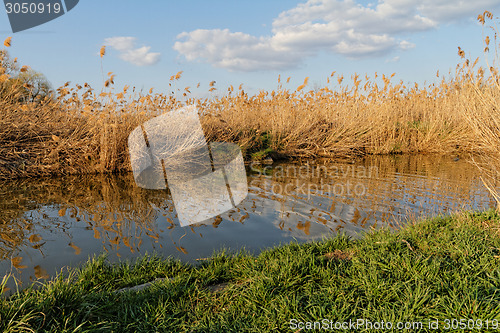 Image of Reeds at the lake