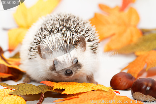 Image of African white- bellied hedgehog