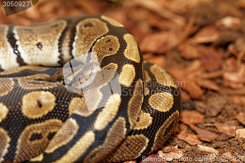 Image of Ball Python (Python regius)