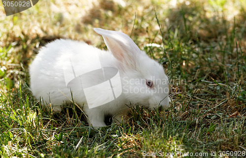 Image of White bunny
