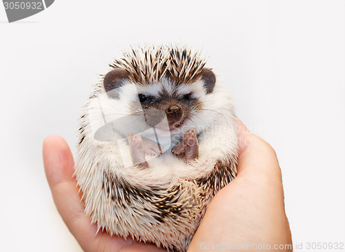 Image of African white- bellied hedgehog