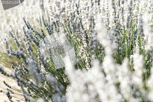 Image of White lavender flowers