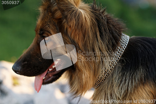 Image of German shepherd dog