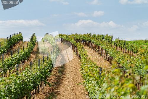 Image of Tokay grapes