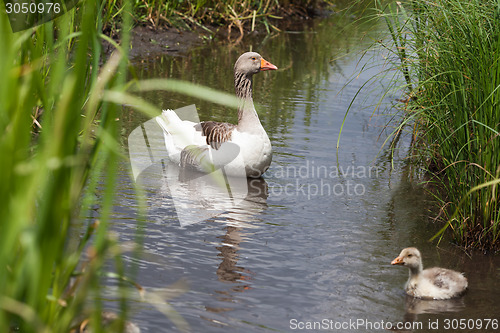 Image of Goose and goslings swimming in river