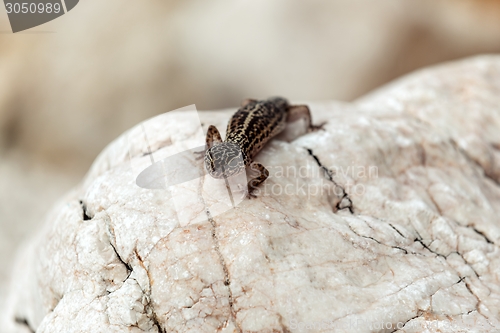 Image of Gecko lizard on rocks 