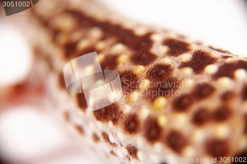 Image of Closeup photo of gecko texture 