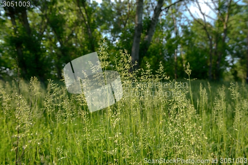 Image of Green grass in artistic composition