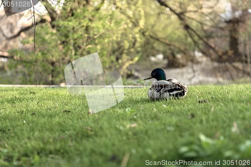 Image of Duck on green grass