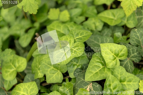 Image of Leaves of fresh green ivy closeup