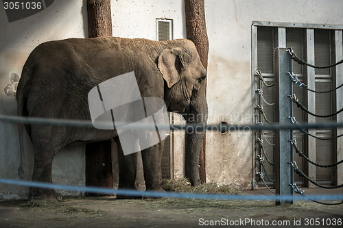 Image of African elephant