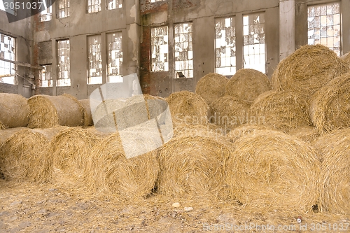 Image of Hay bails on the field