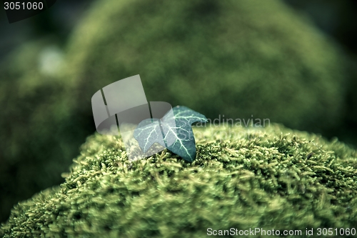 Image of Green moss isolated 