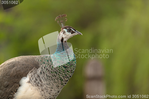 Image of Peacockin the zoo