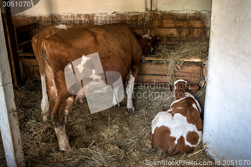 Image of Cows lying on the ground 