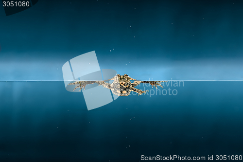 Image of Swimming frog in water