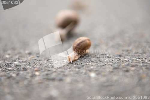 Image of Snail on the road