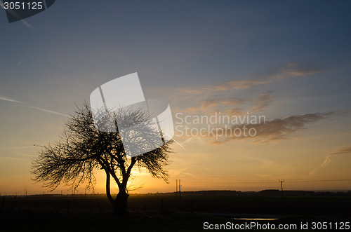 Image of Bare tree at sunset