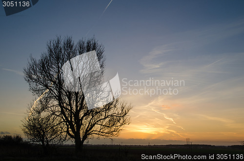 Image of Big lone tree