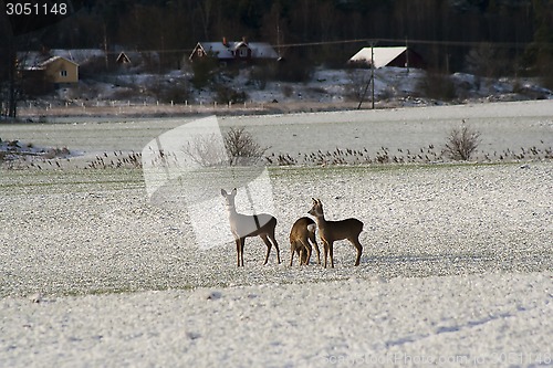 Image of deer on field