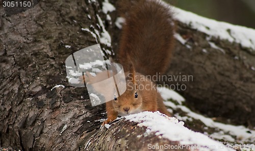 Image of creeping squirrel