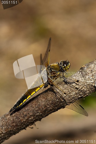 Image of dragon fly