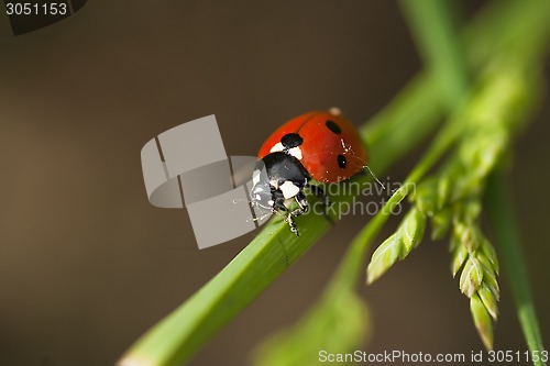 Image of lady bird