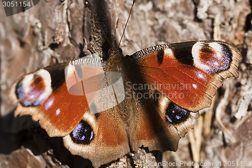Image of inachis io