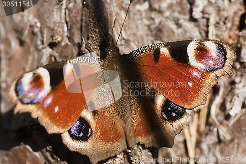 Image of inachis io