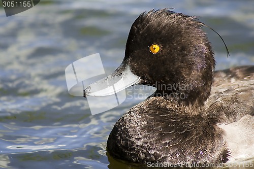 Image of tufted duck