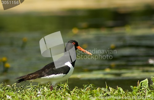 Image of oyster catcher