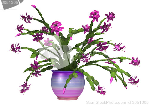 Image of Christmas Cactus
