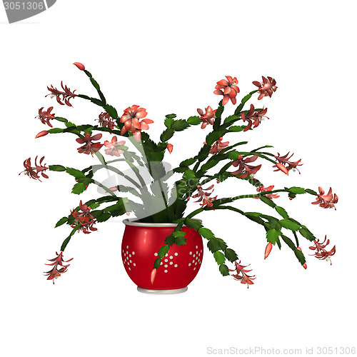 Image of Christmas Cactus