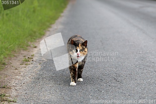 Image of Angry Cat Keeps a Watch on the Road